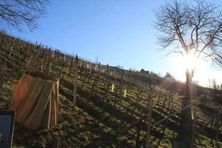 我的奧地利老師給我的啟發：許多問題沒有標準答案，但是有你的答案！