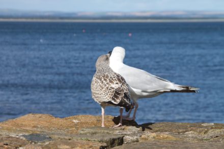 新娘的舅舅和舅舅的先生